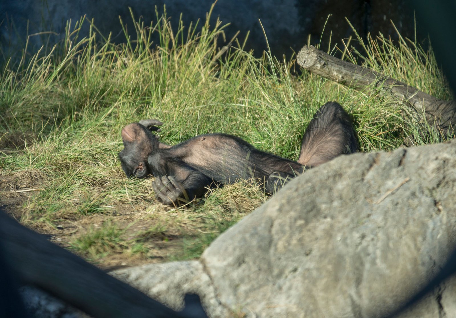San Diego Zoo Part I 164